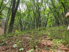Allium siculum dioscoridis
