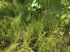 Carex atlantica atlantica