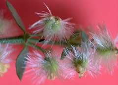 Galium serpenticum