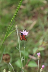Zygaena punctum