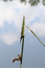 Leptysma marginicollis