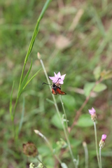 Zygaena punctum