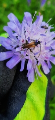Stenurella melanura