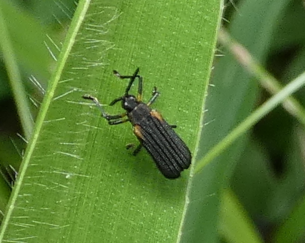 Temnochalepus lugubris