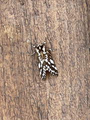 Lophocampa ingens