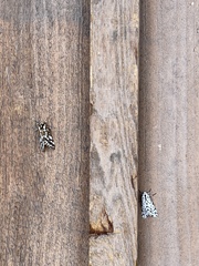 Lophocampa ingens