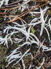 Thamnolia vermicularis