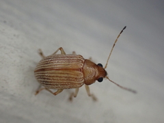Colaspis brunnea