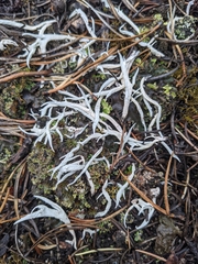 Thamnolia vermicularis