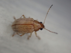 Colaspis brunnea