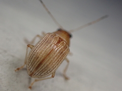 Colaspis brunnea