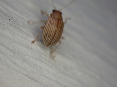 Colaspis brunnea