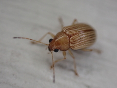 Colaspis brunnea