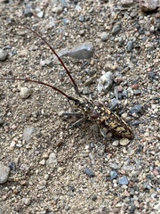 Monochamus marmorator