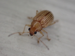 Colaspis brunnea