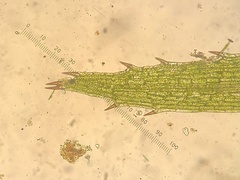 Najas flexilis