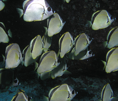 Johnrandallia nigrirostris