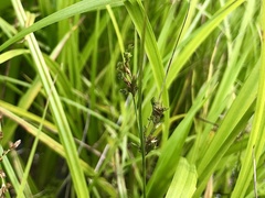 Juncus tenuis williamsii