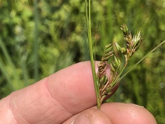 Juncus tenuis williamsii