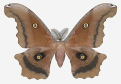 Antheraea montezuma