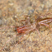 Belkin's Short-tailed Whipscorpion - Photo (c) Marshal Hedin, some rights reserved (CC BY-NC-SA), uploaded by Marshal Hedin