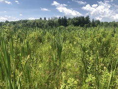 Juncus tenuis williamsii