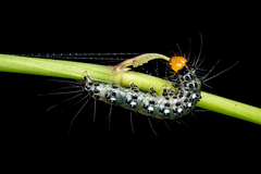 Filodes fulvidorsalis