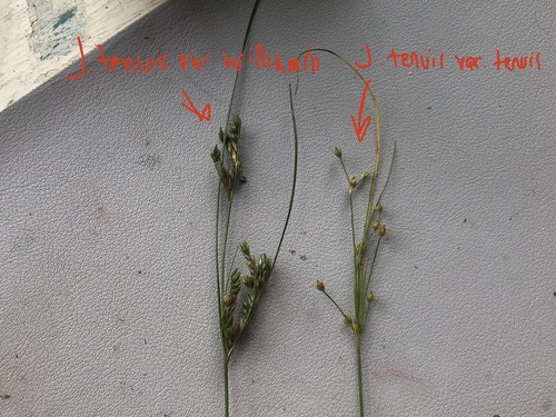 Juncus tenuis