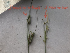 Juncus tenuis williamsii