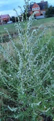 Artemisia vulgaris