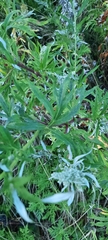Artemisia vulgaris