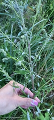 Artemisia vulgaris