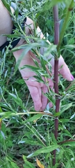 Artemisia vulgaris