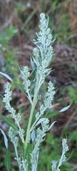 Artemisia vulgaris