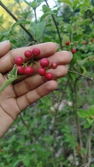 Rauvolfia tetraphylla