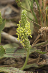 Plantago serraria