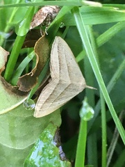 Macrochilo absorptalis