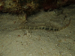 Corythoichthys haematopterus