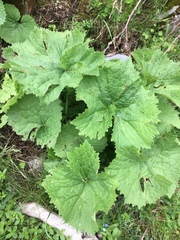 Adenostyles alliariae