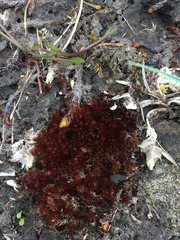 Imbribryum alpinum