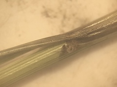 Juncus tenuis williamsii