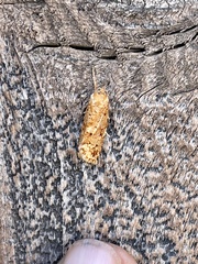 Argyrotaenia lautana