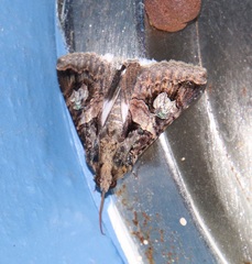 Melipotis famelica