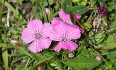 Dianthus glacialis