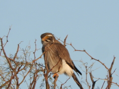 Spiziapteryx circumcincta