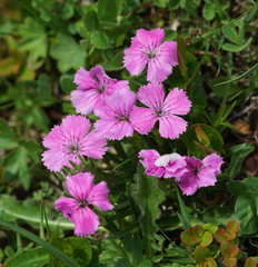 Dianthus glacialis