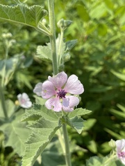 Althaea