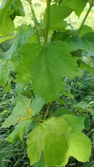 Viburnum opulus americanum
