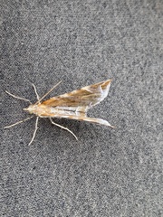 Eulithis molliculata