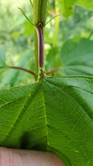 Viburnum opulus americanum